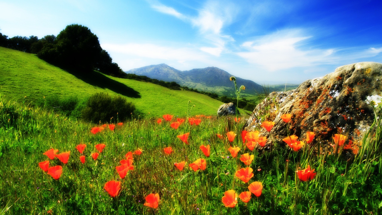 Маки у камня в горах