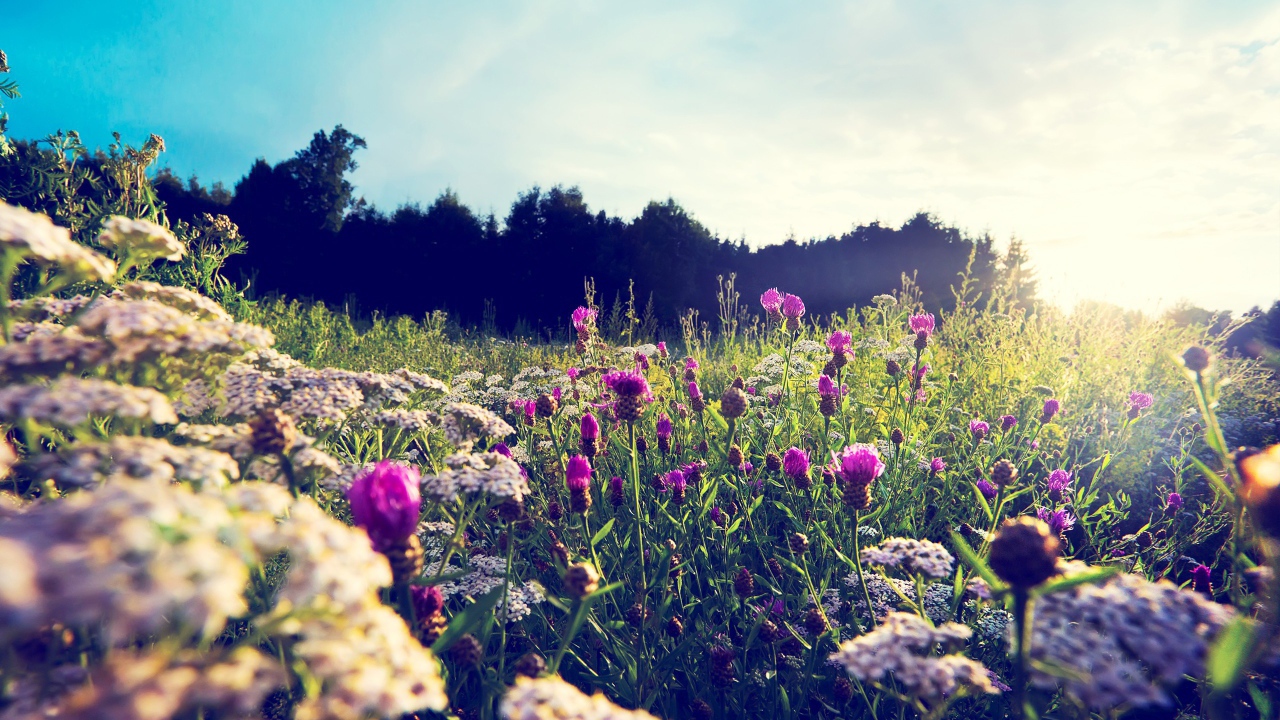 Фиолетовые цветы среди камней