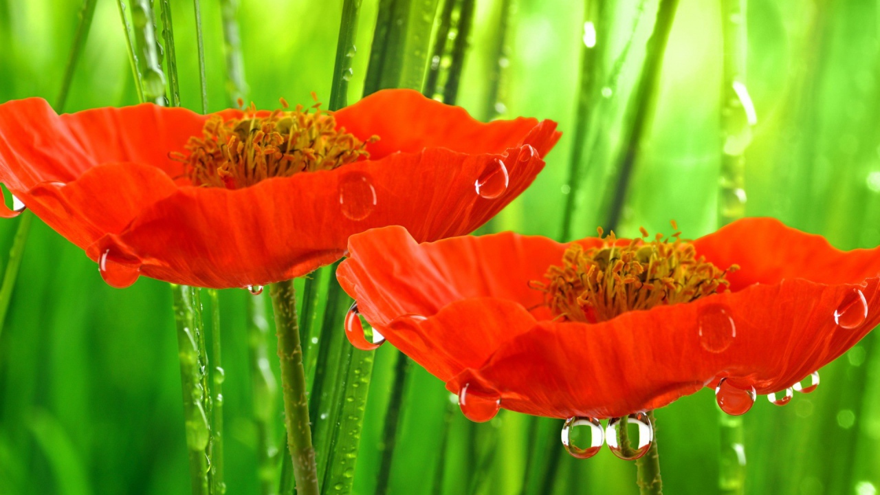 Красные маки под дождем