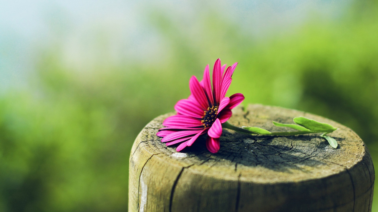 Красный цветок на пеньке