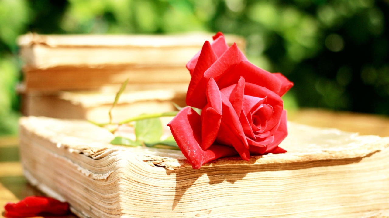Алая роза на старой книге