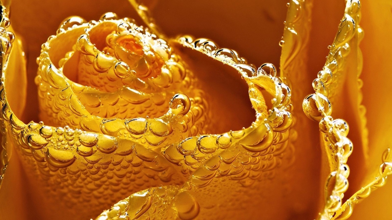 Мокрая желтая роза