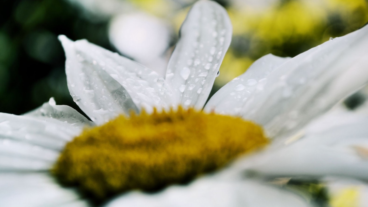 Белая ромашка после дождя