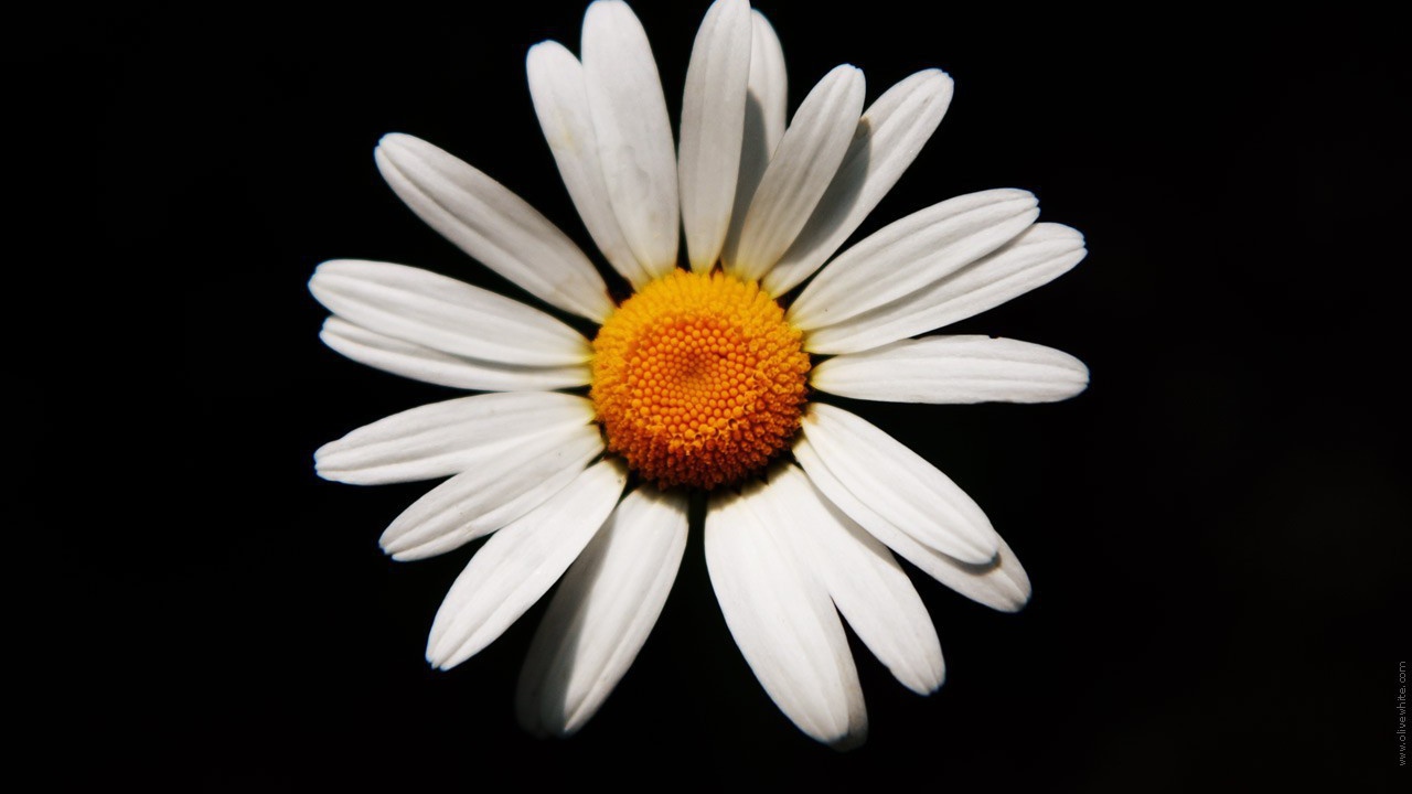 Белая ромашка на черном фоне