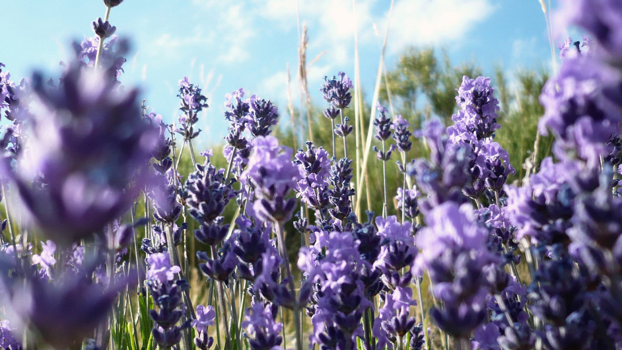 Фиолетовые полевые цветы в траве