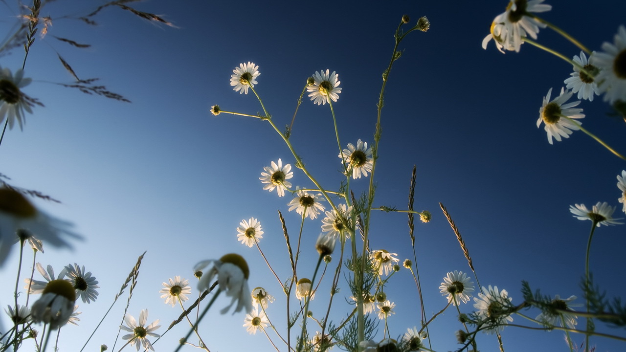 Ромашки на синем небе