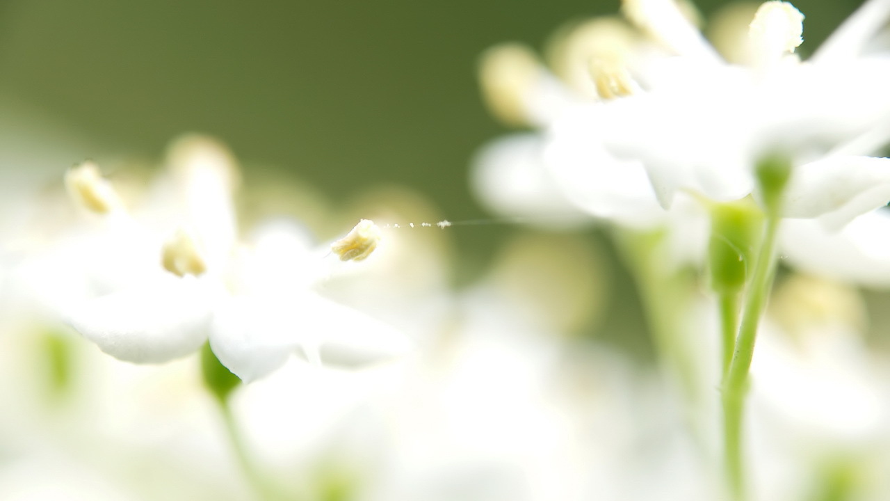 Белые цветы и паутина