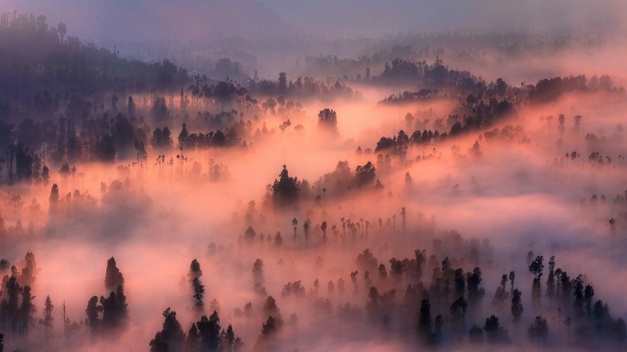 Густой туман в лесу подсвечен солнцем на закате