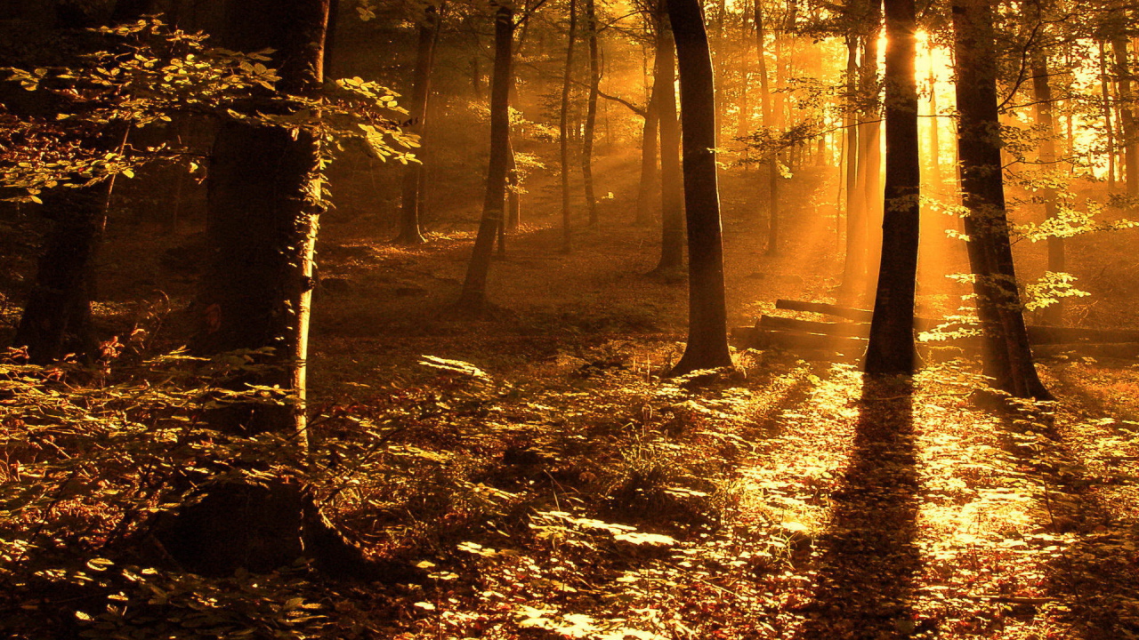 Золотой солнечный свет в лесу