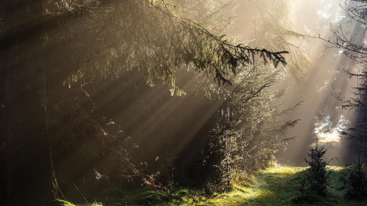 Лучи света в густом лесу