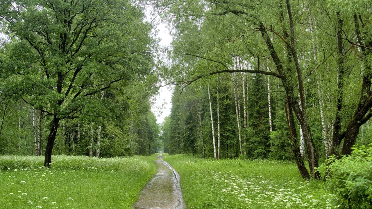 Ручей в березовом лесу