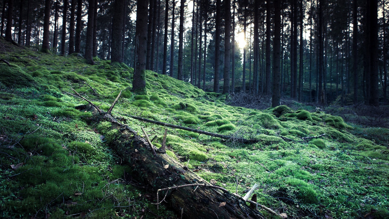 Ствол упавшего дерева на мху в лесу