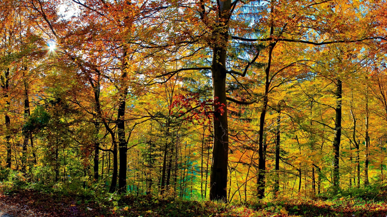 Густой осенний лес