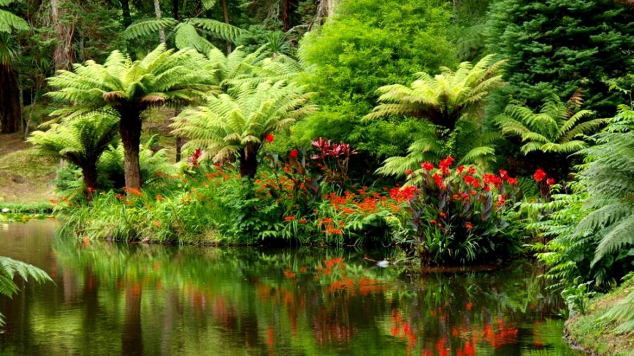 Тропический лес на берегу реки