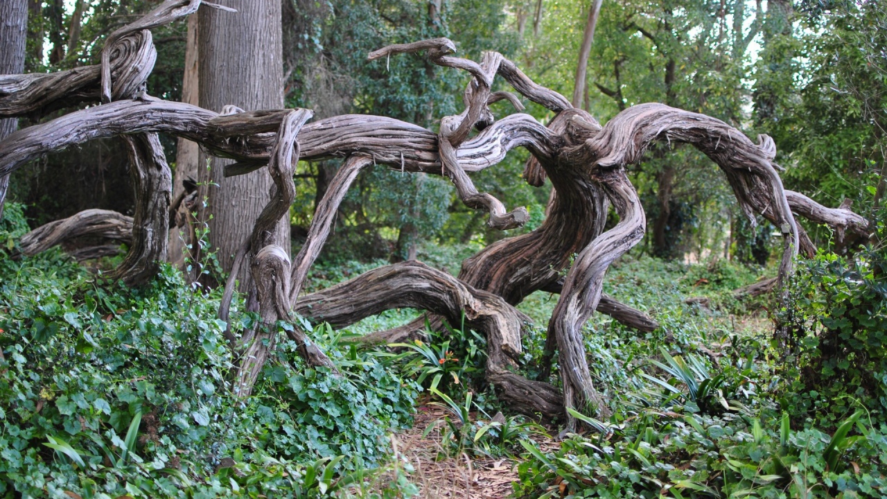 Искривленные ветви дерева в лесу