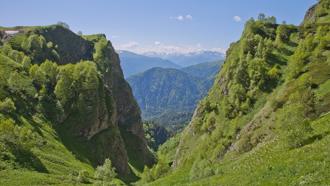 Поросшее растениями ущелье в горах