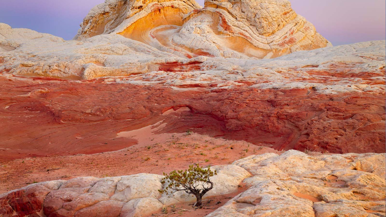 Одинокое дерево на разноцветных скалах
