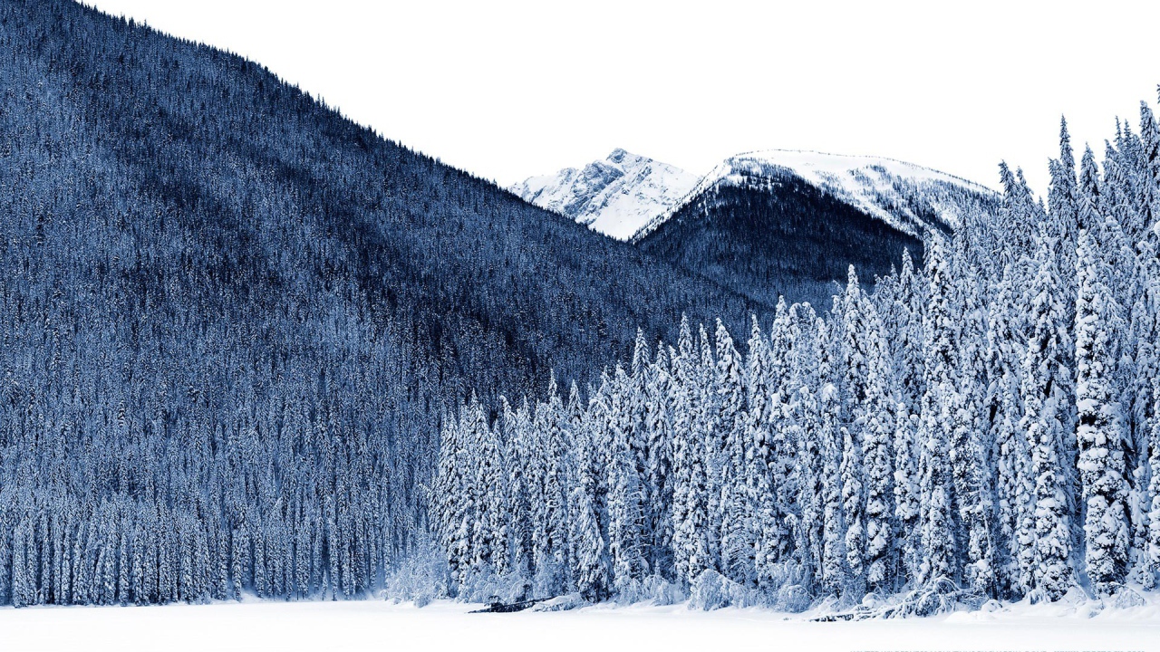 Густой хвойный лес на горе зимой