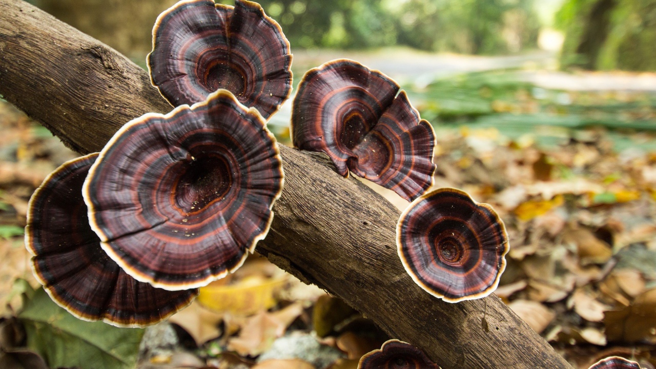 Коричневые грибы на стволе дерева