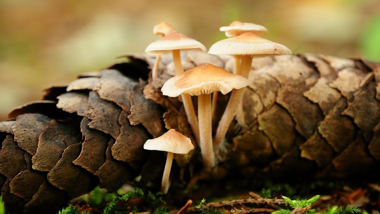 Грибы прорастают сквозь шишку