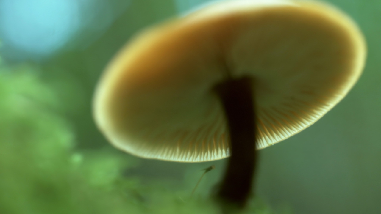Пластинчатый гриб вид снизу