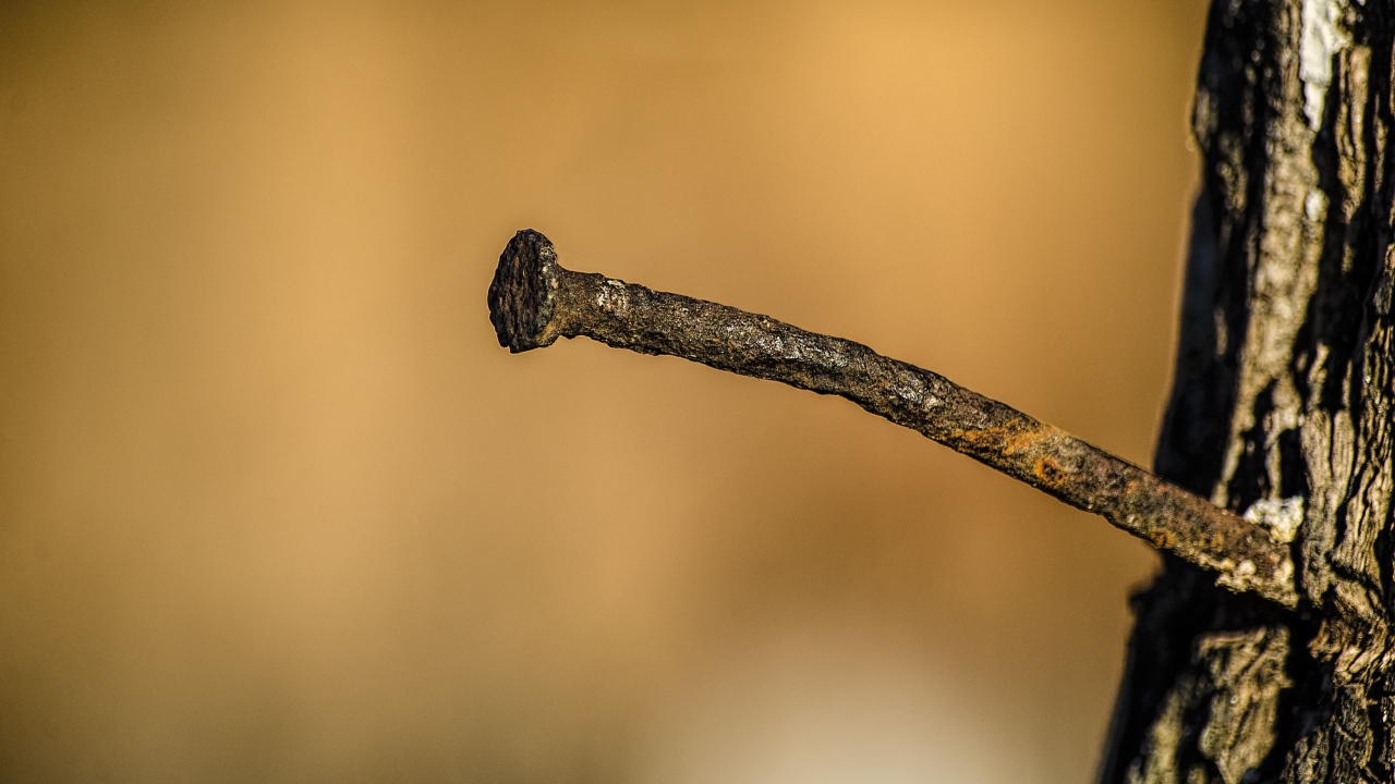 Ржавый гвоздь в коре дерева