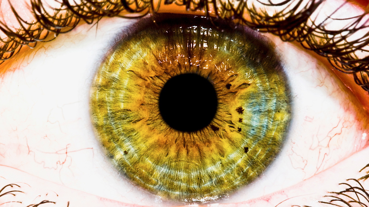 Радужная оболочка и зрачек глаза