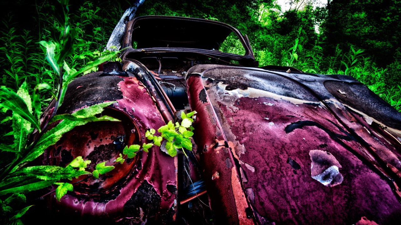 Remains pink car among thickets