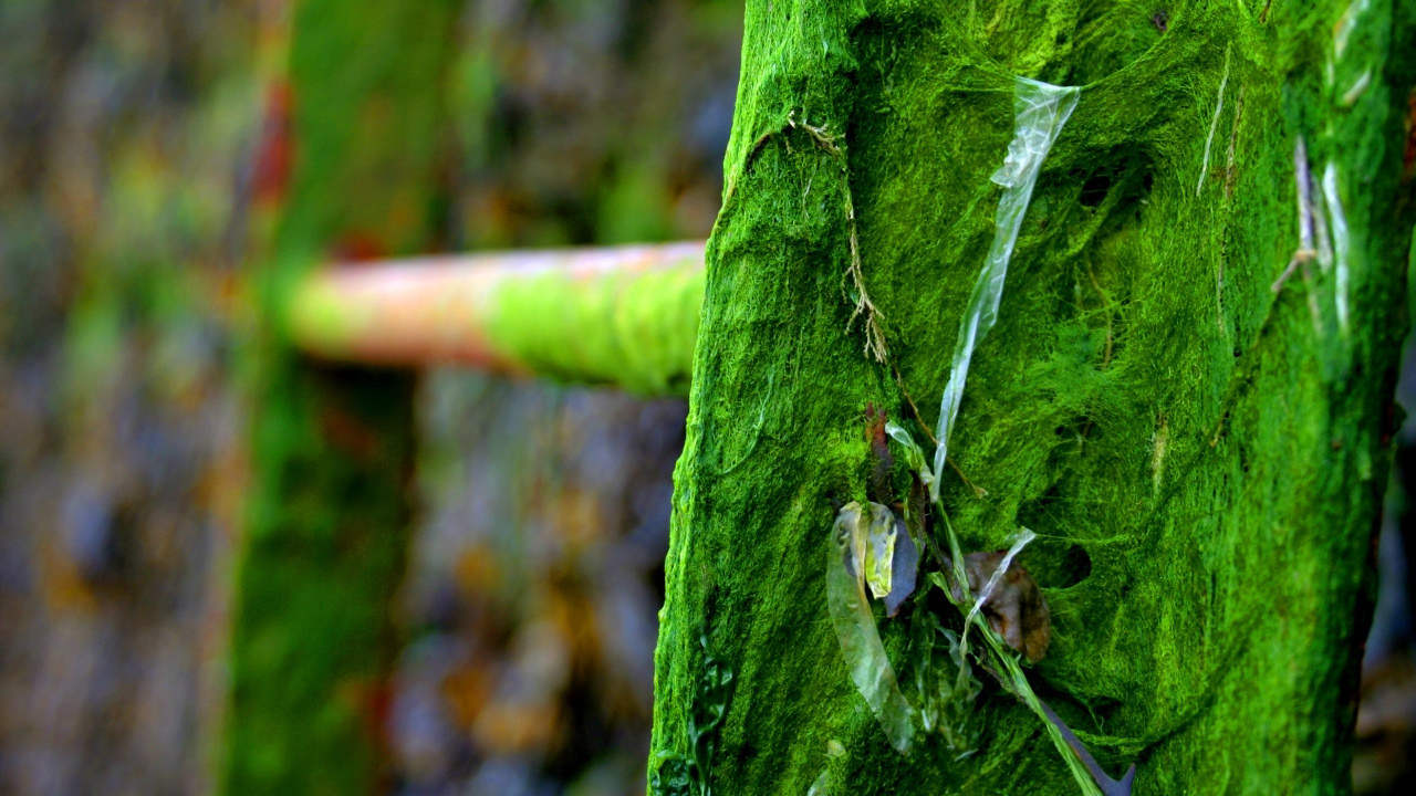 Лестница во мху и паутине