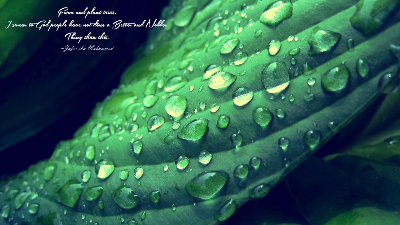 Надпись на фоне мокрого зеленого листика