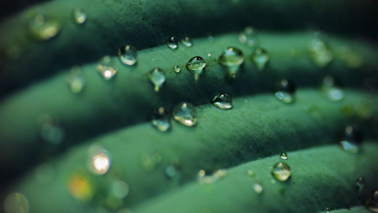 Прозрачные капли на зеленом листике