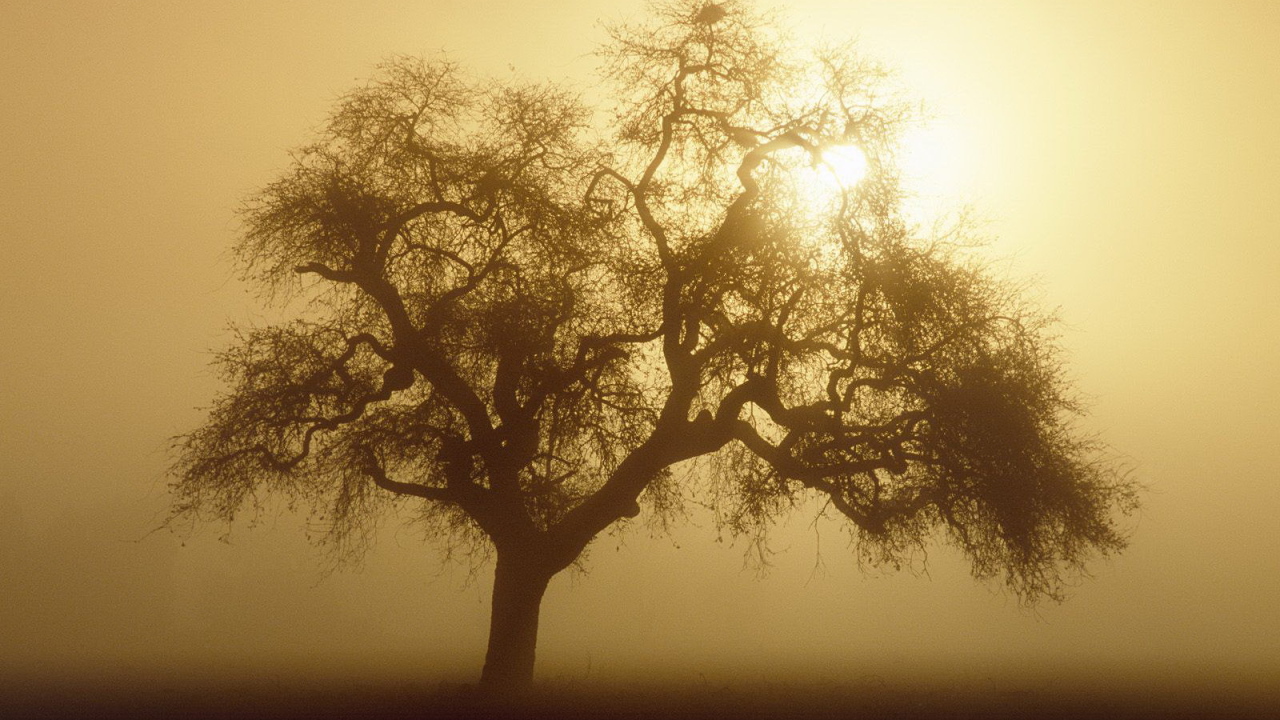 Дерево закрывает солнце