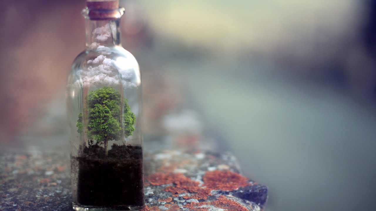 Дерево растет в стеклянной бутылке