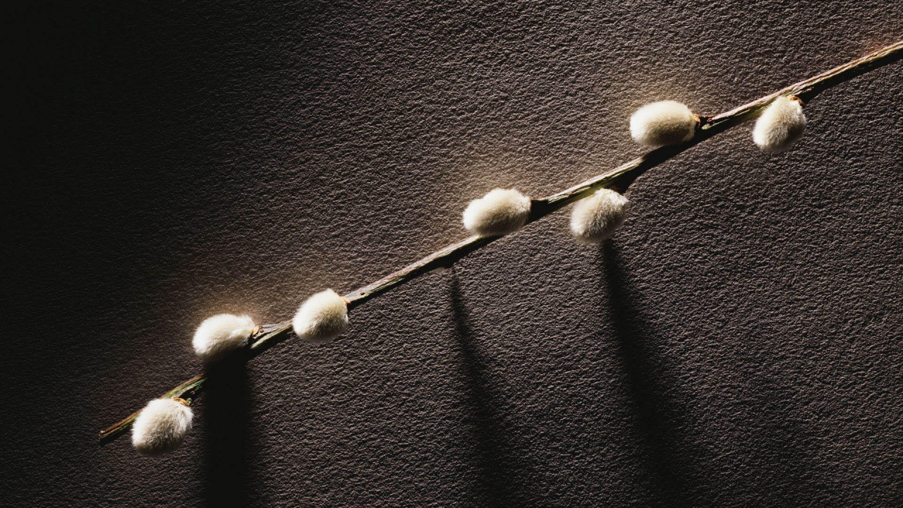 Веточка с весенними почками