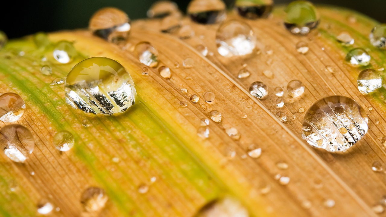 Капли воды на желтеющей траве