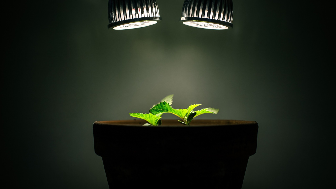 Ростки под искусственным освещением