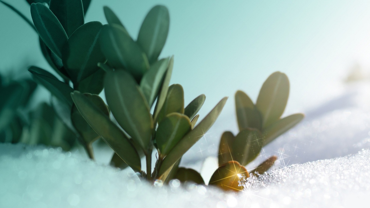 Зеленые растения под искрящимся снегом