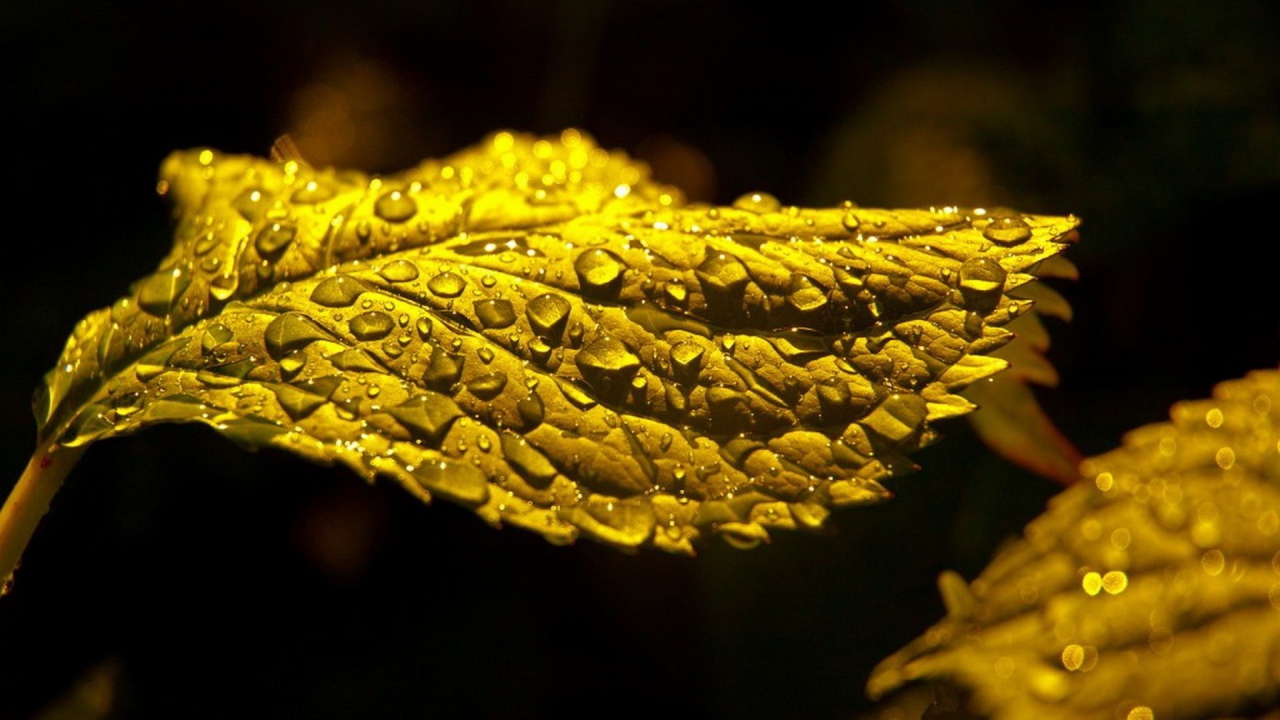 Макро фото капель влаги на зеленом листе