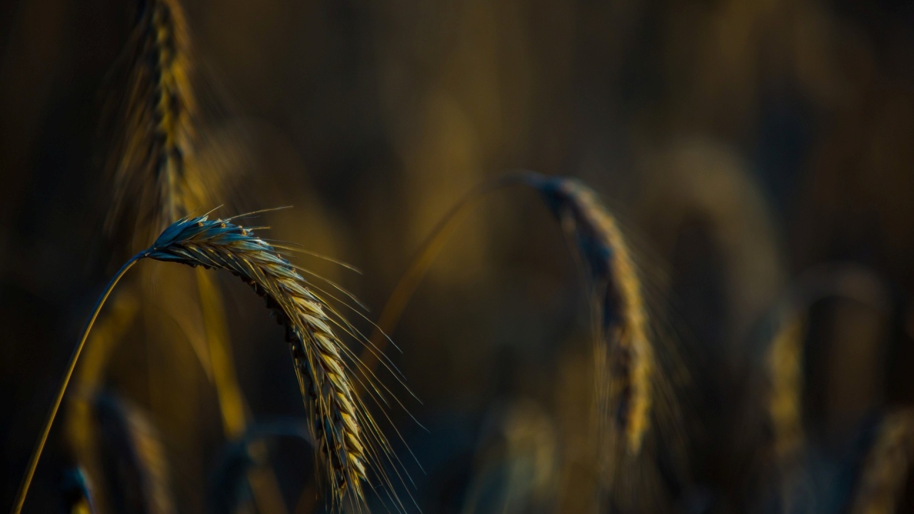 Налившийся колосок склонился вниз