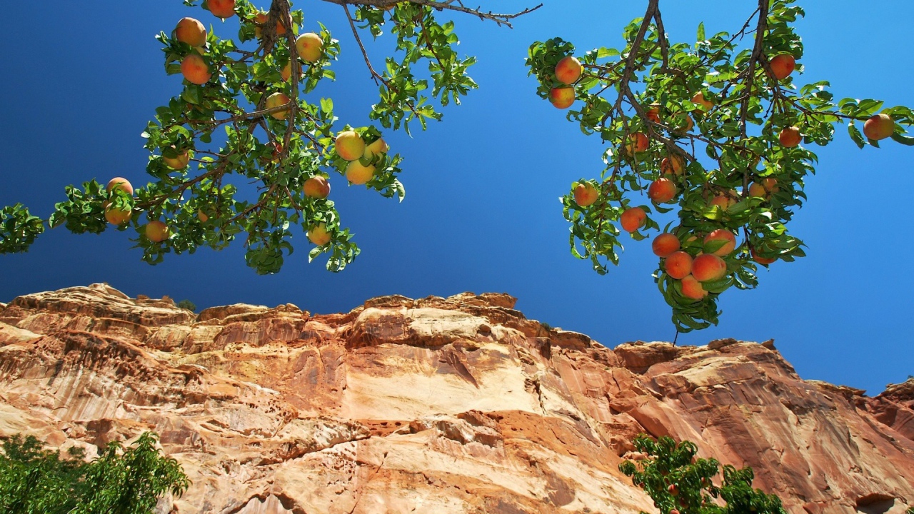 Персики на ветвях на фоне скалы