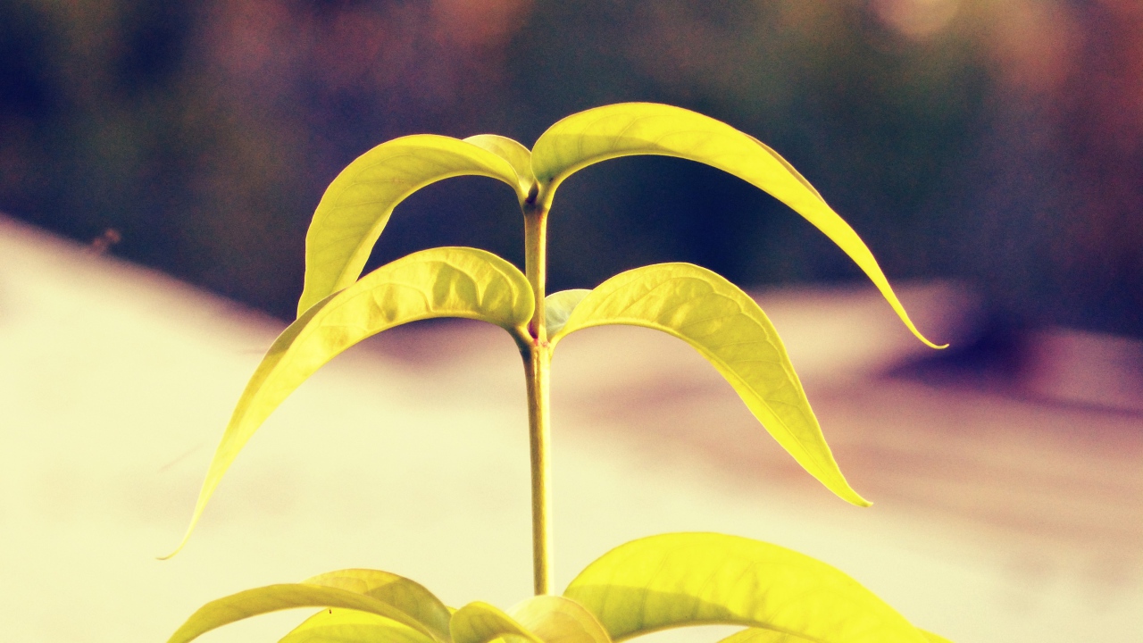 Лепестки растения папайя