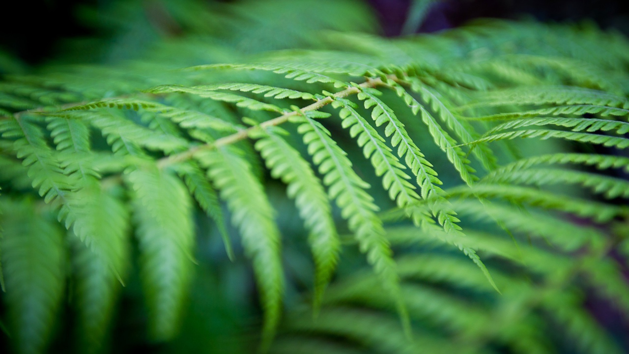 Фото листьев папоротника вблизи