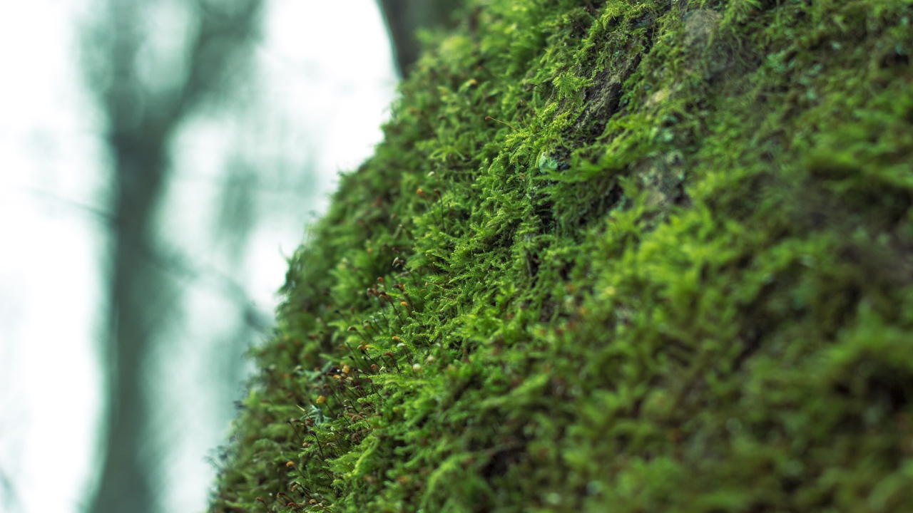 Фото мха крупным планом