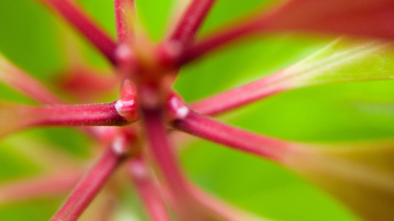 Розовые стебли растения