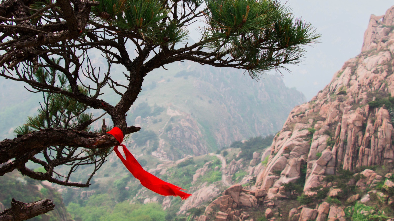 Красная лента на хвойном дереве