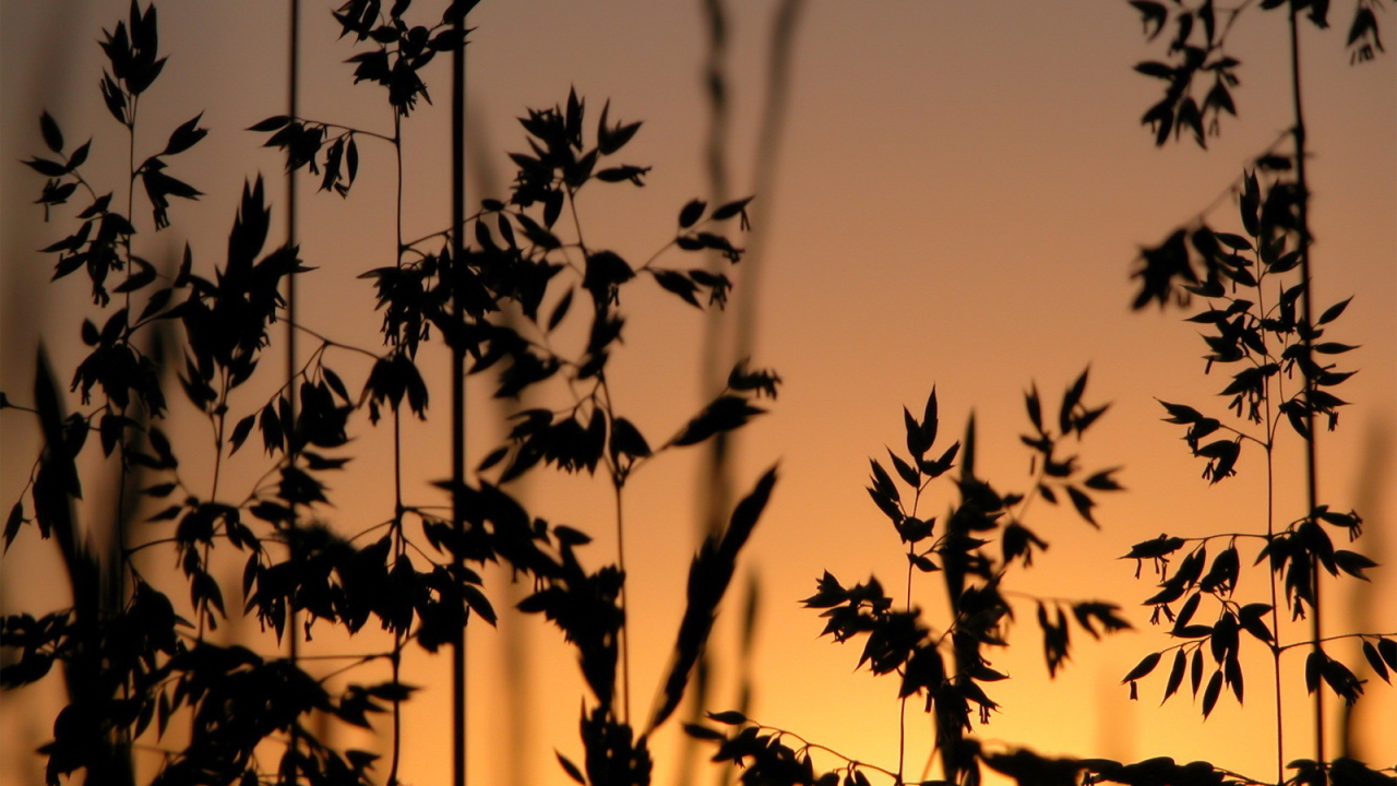 Трава на фоне заката