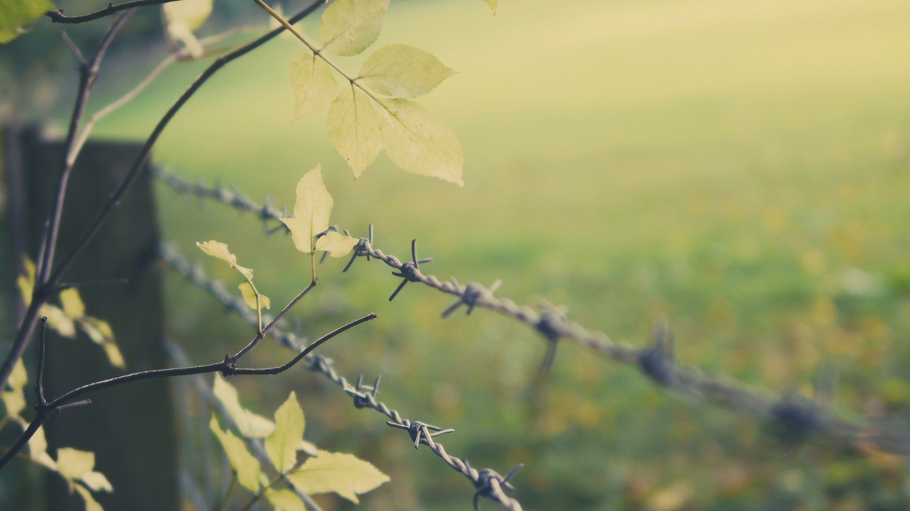 Листья дерева у колючей проволоки