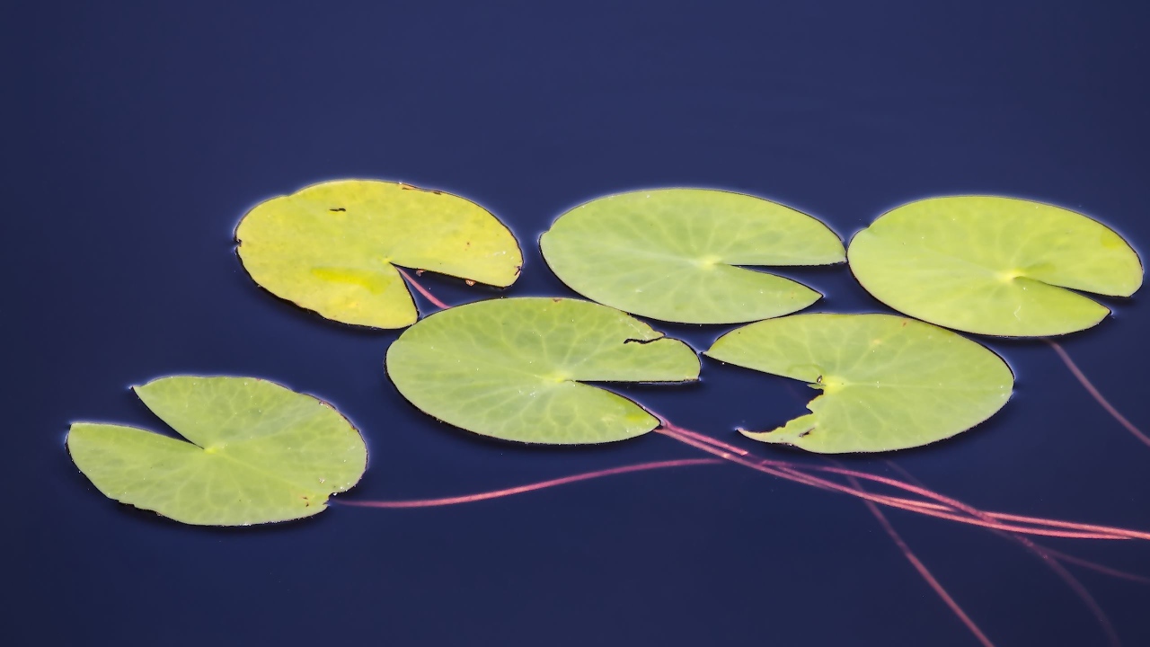 Листья водного растения