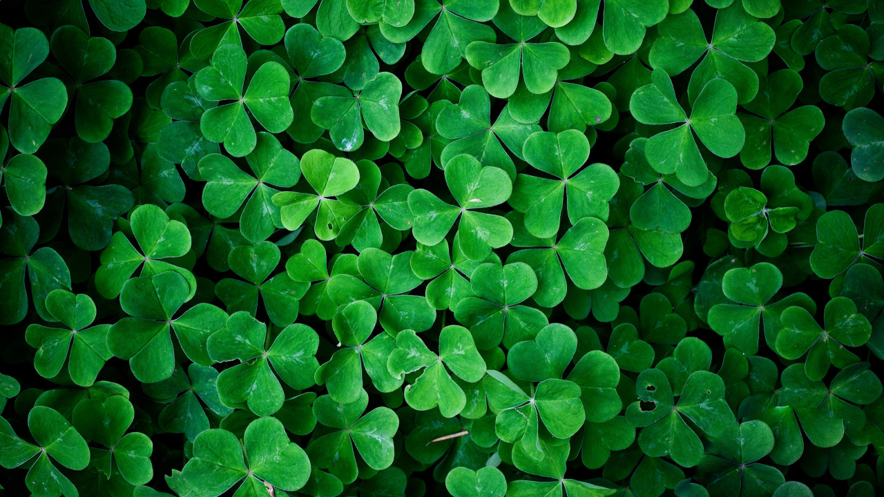 Заросли зеленого трилистника