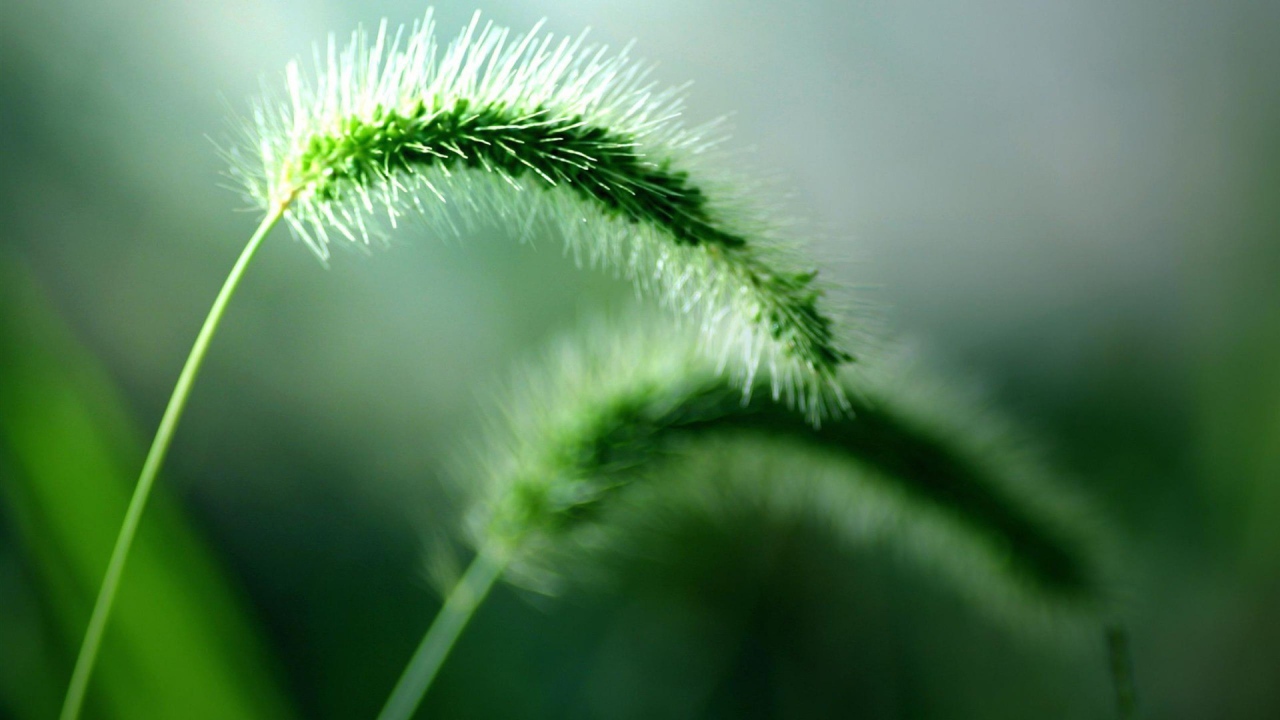 Два колоска дикого растения